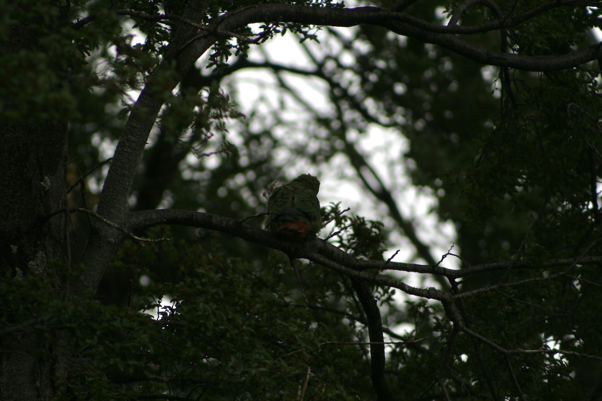 Austral Parakeet - ML627818268