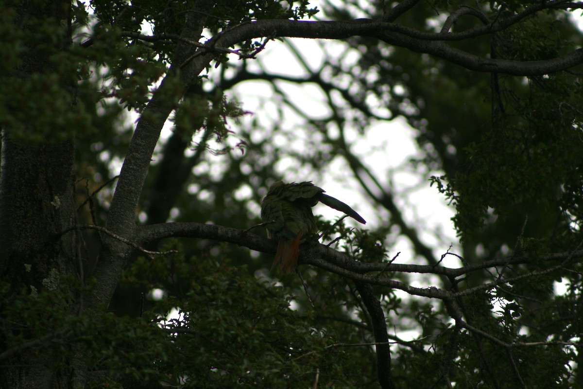 Austral Parakeet - ML627818269