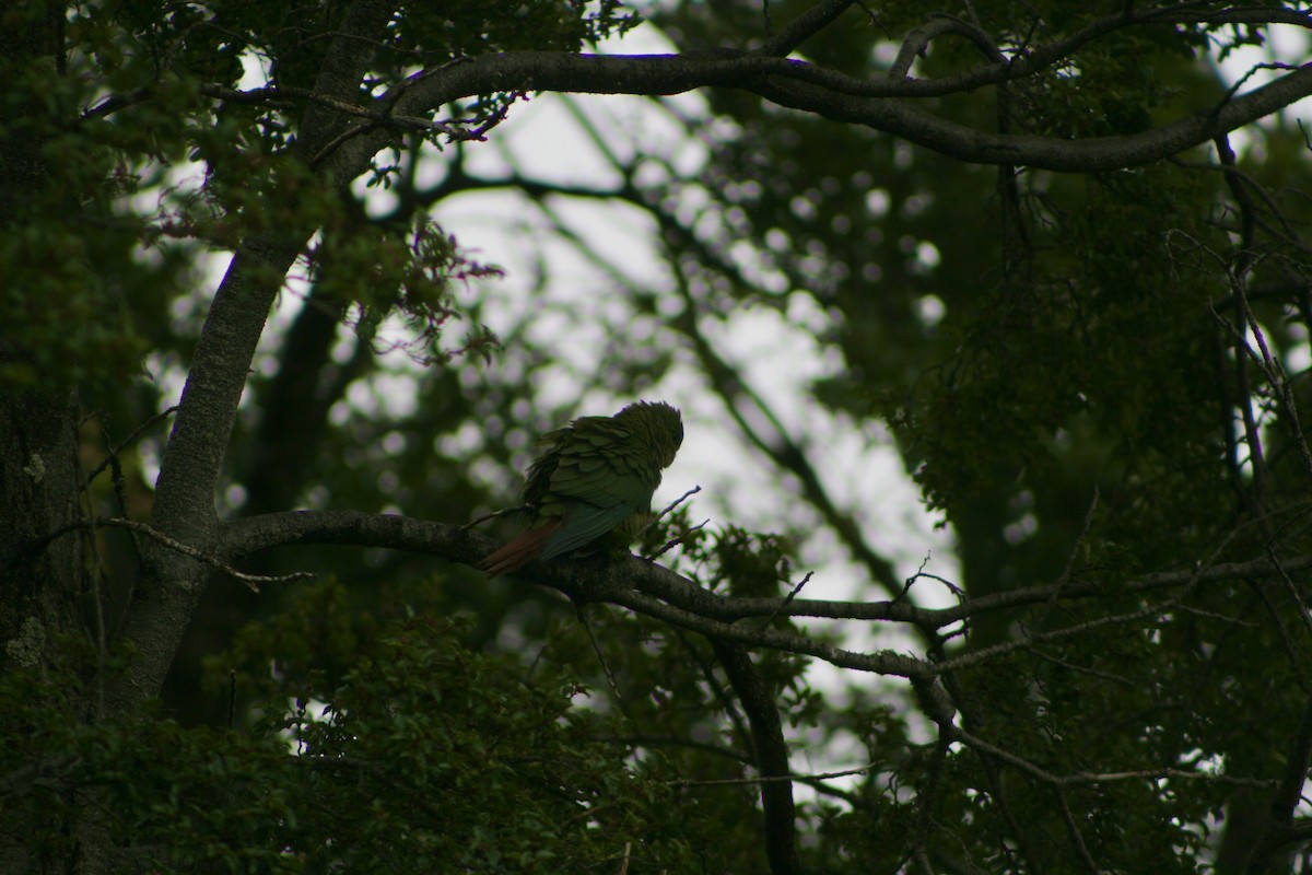 Austral Parakeet - ML627818270