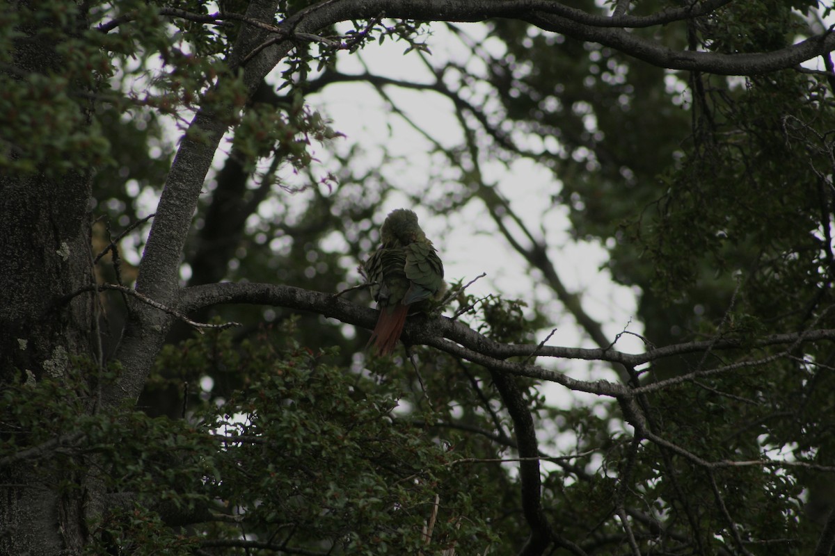 Austral Parakeet - ML627818271