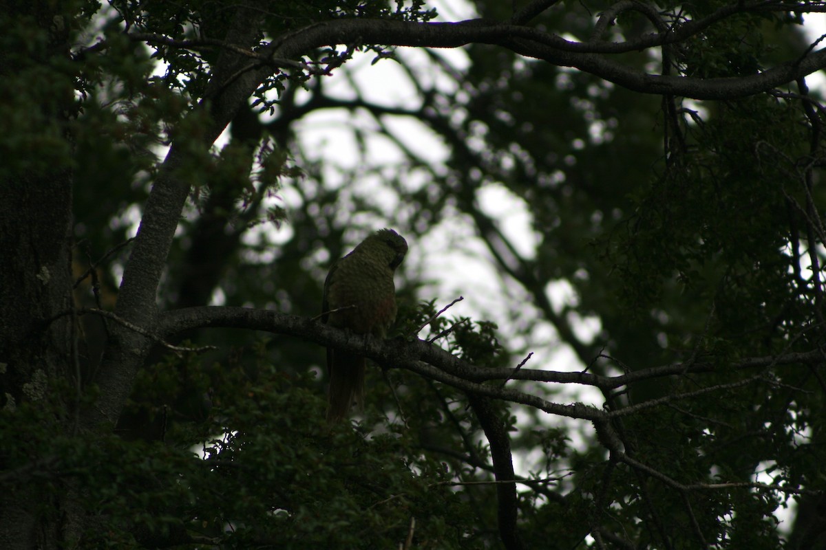 Austral Parakeet - ML627818272