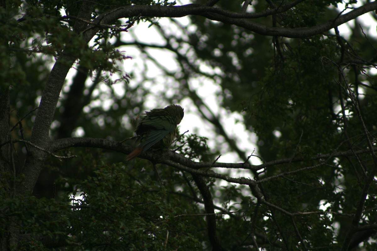 Austral Parakeet - ML627818273