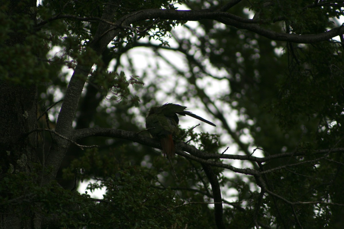 Austral Parakeet - ML627818274