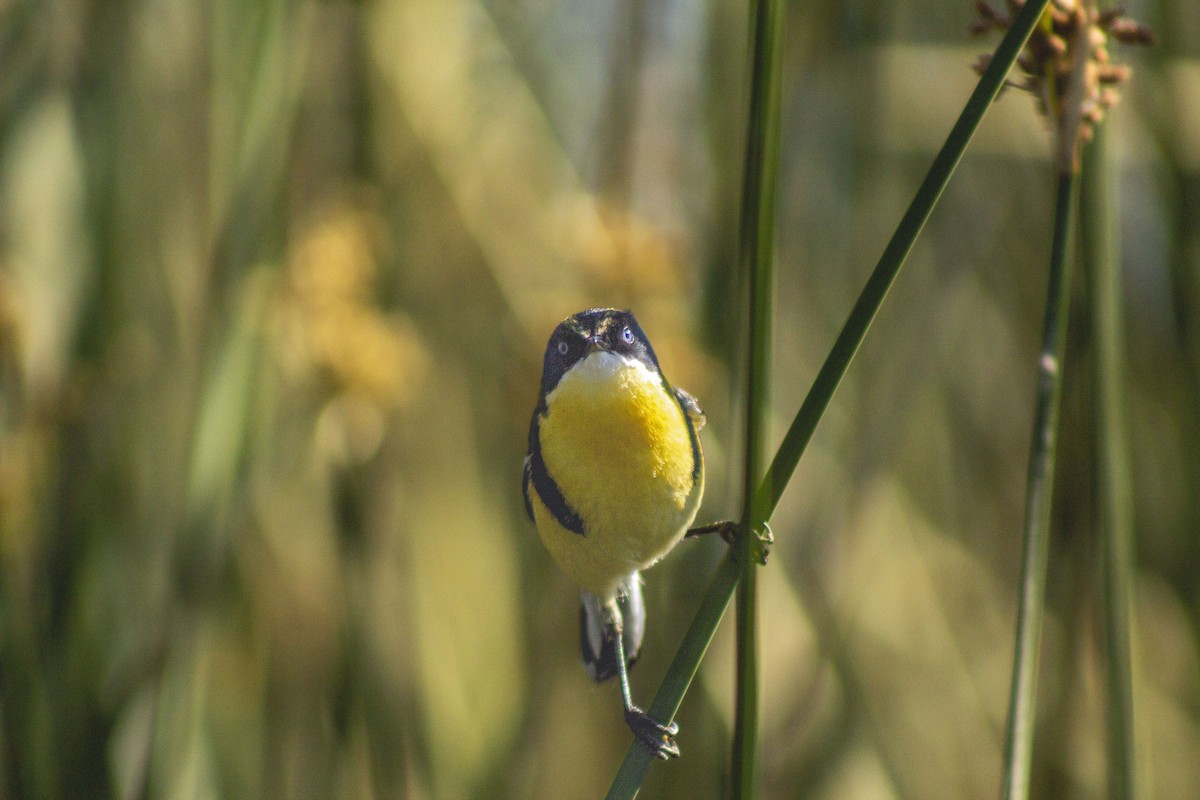 Many-colored Rush Tyrant - ML627818316