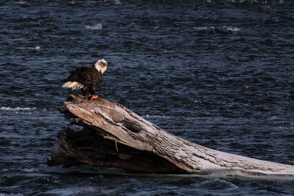 Bald Eagle - ML627818350