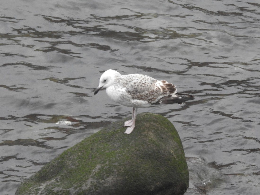 Caspian Gull - ML627818355