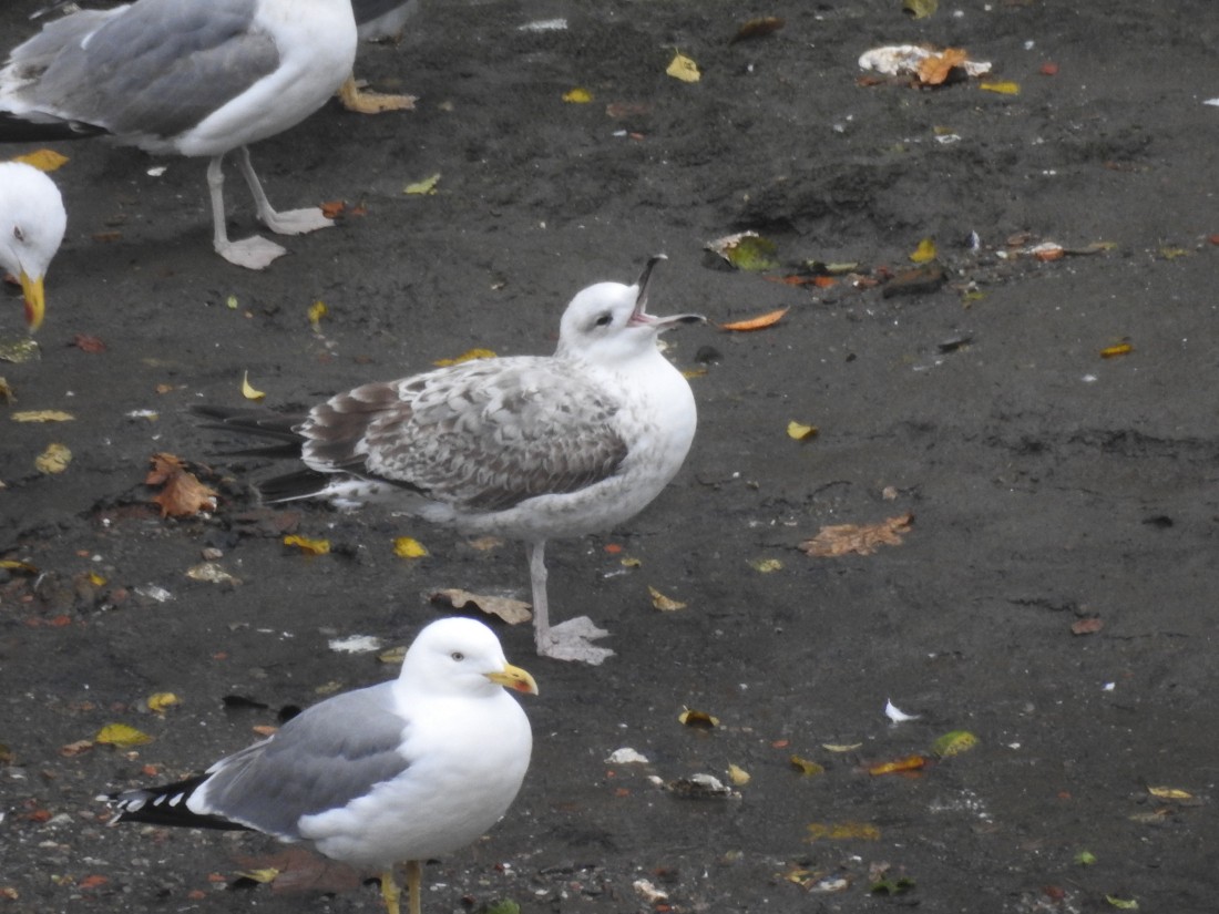 Caspian Gull - ML627818356