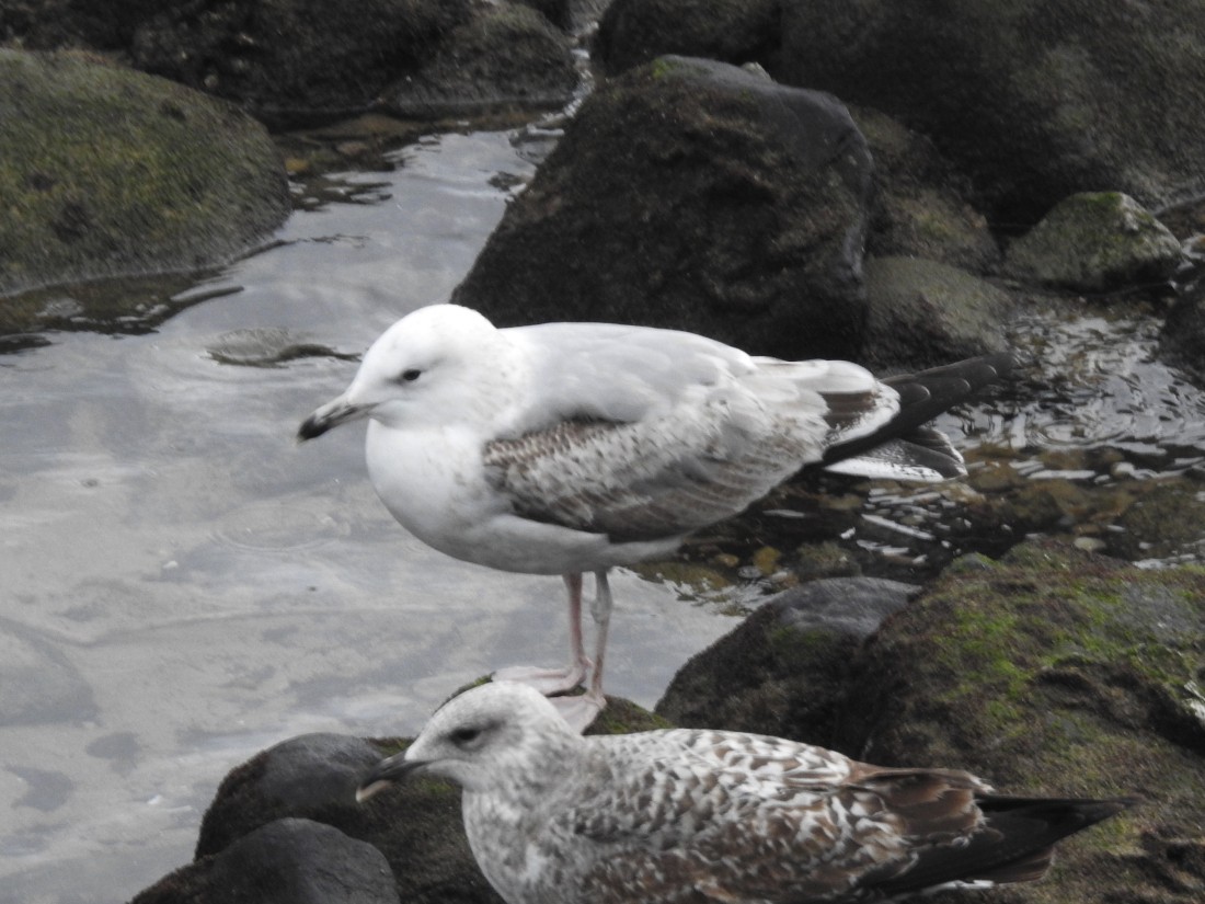 Caspian Gull - ML627818357