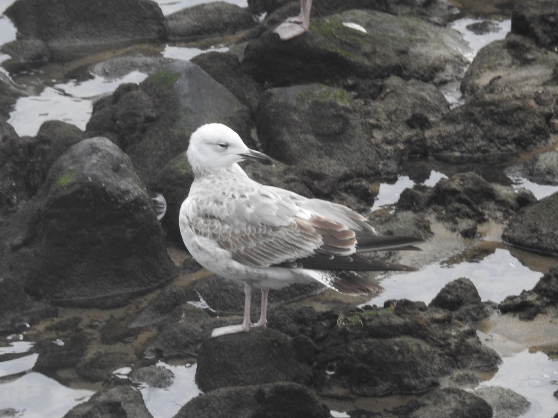 Caspian Gull - ML627818358