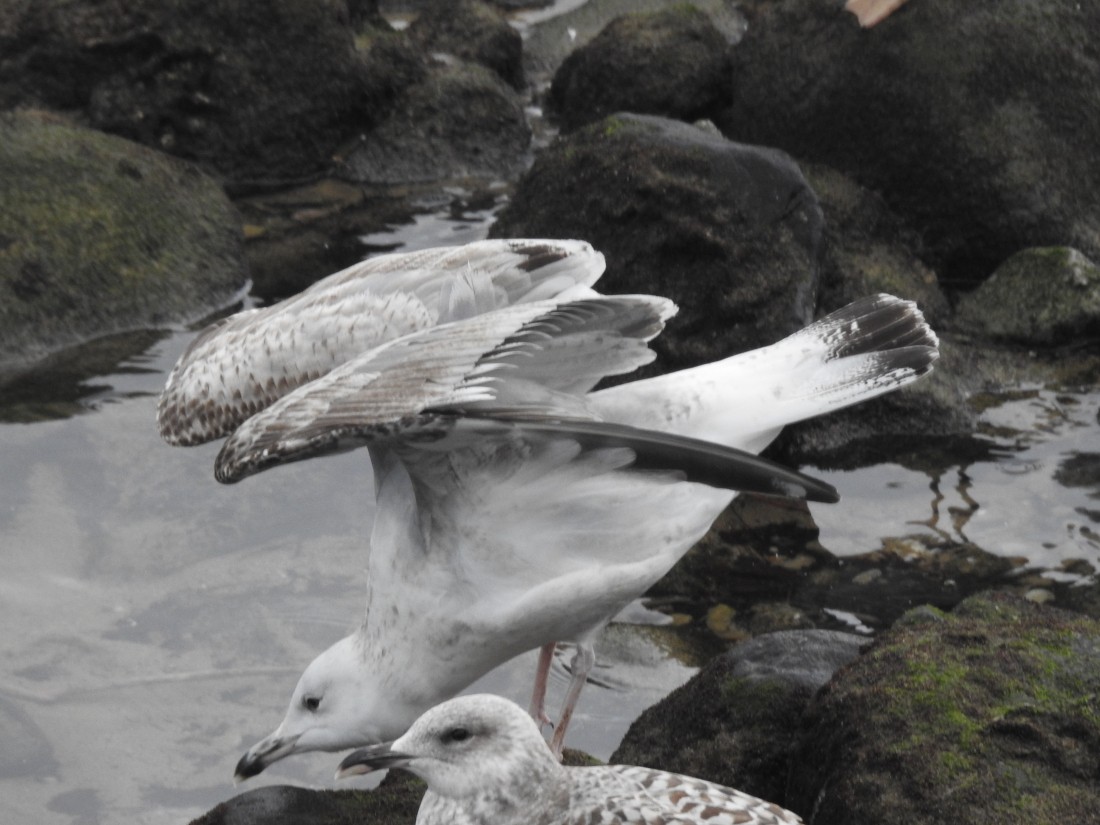 Caspian Gull - ML627818359