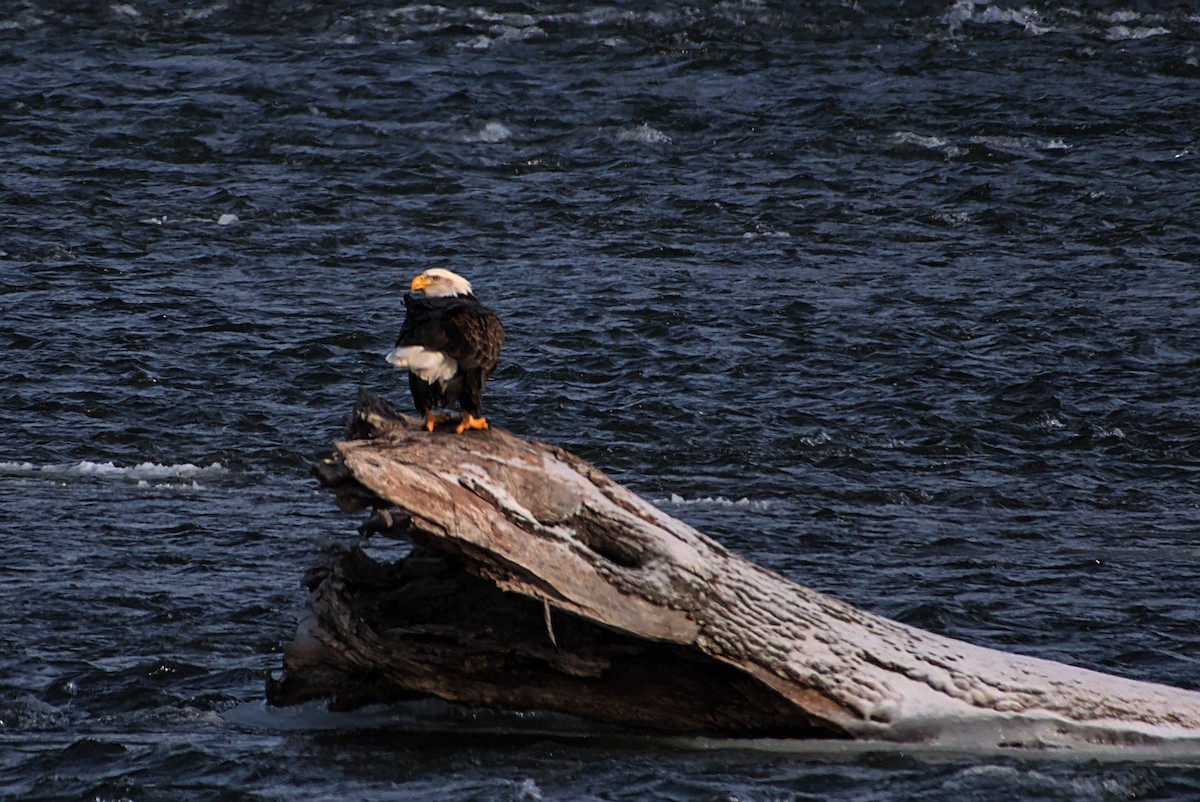 Bald Eagle - ML627818360