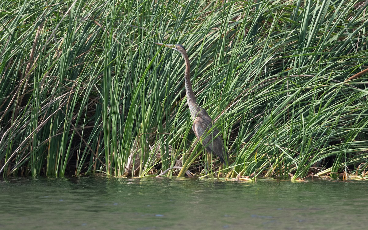 Purple Heron - ML627818373
