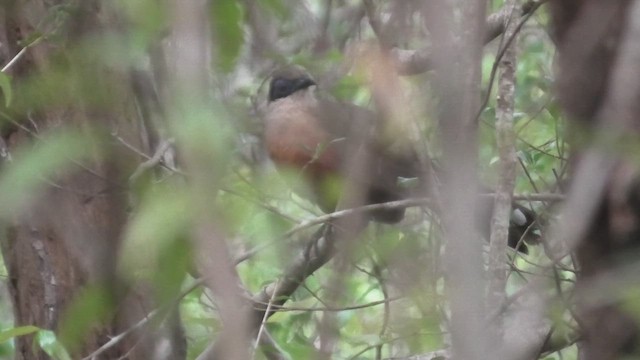Coquerel's Coua - ML627818432