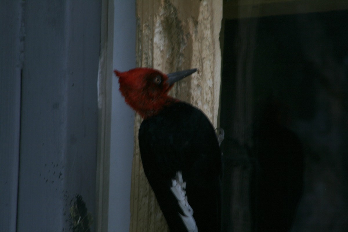 Magellanic Woodpecker - ML627818438