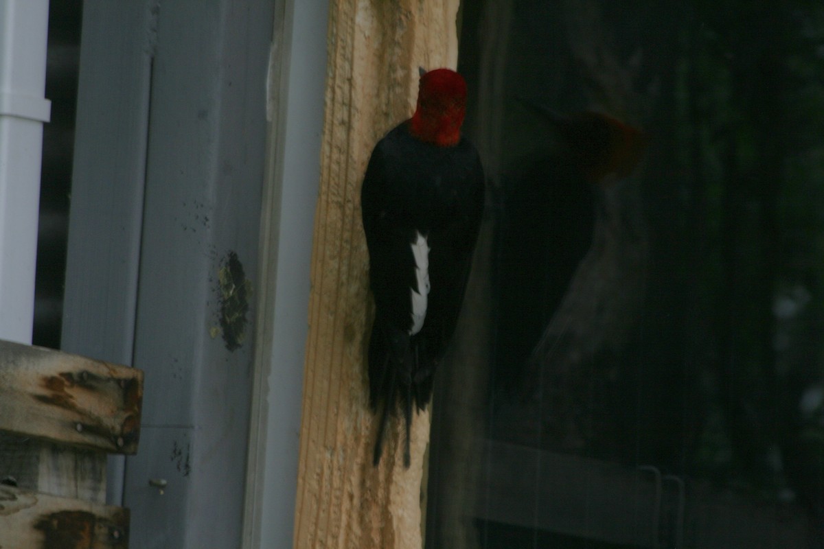 Magellanic Woodpecker - ML627818443