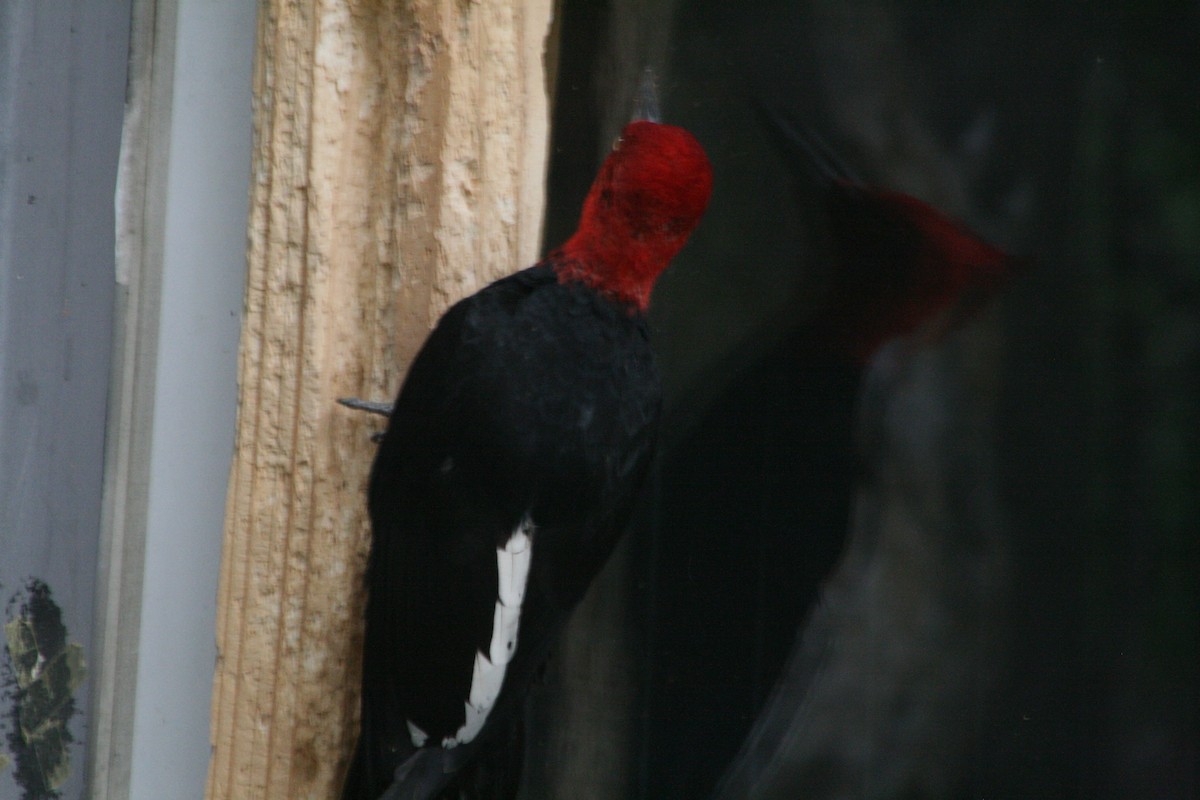 Magellanic Woodpecker - ML627818448