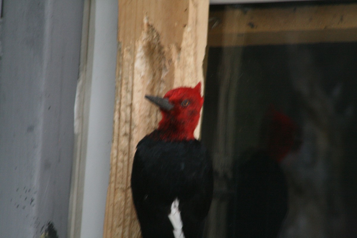 Magellanic Woodpecker - ML627818451