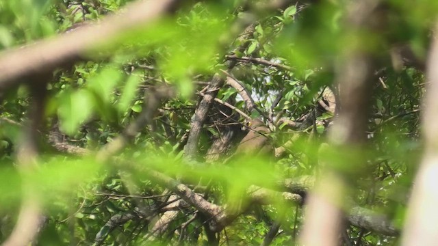 Madagascar Sparrowhawk - ML627818476