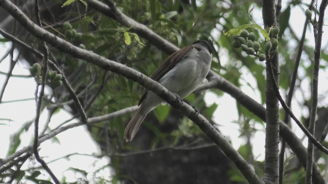 Rufous Vanga - ML627818541
