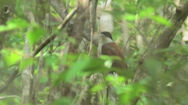 Rufous Vanga - ML627818542