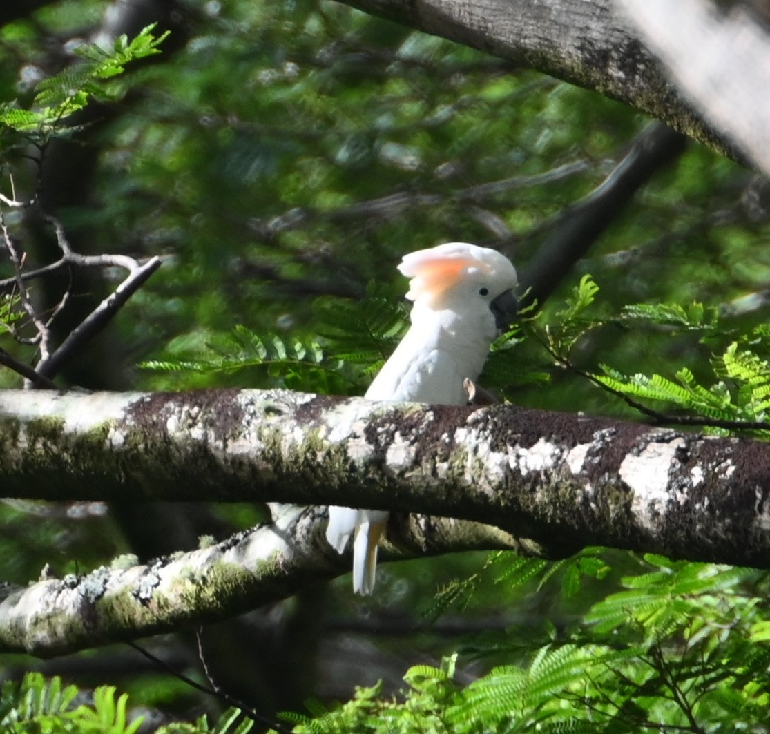 Salmon-crested Cockatoo - ML627818595
