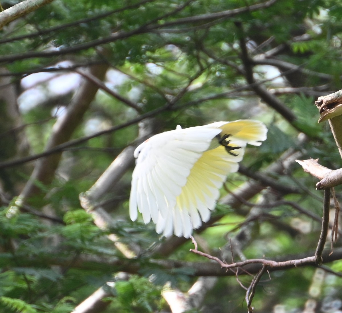 Salmon-crested Cockatoo - ML627818596