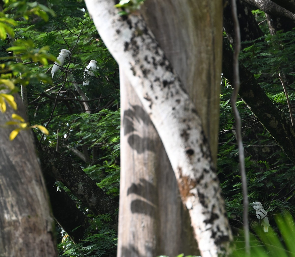 Salmon-crested Cockatoo - ML627818597