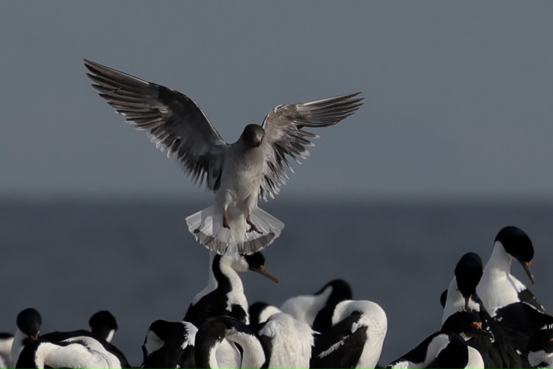 Dolphin Gull - ML627818713