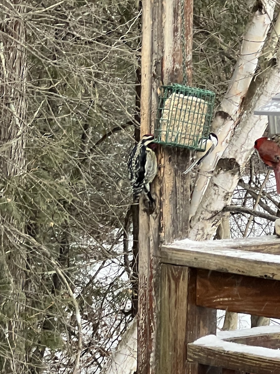 Yellow-bellied Sapsucker - ML627818777