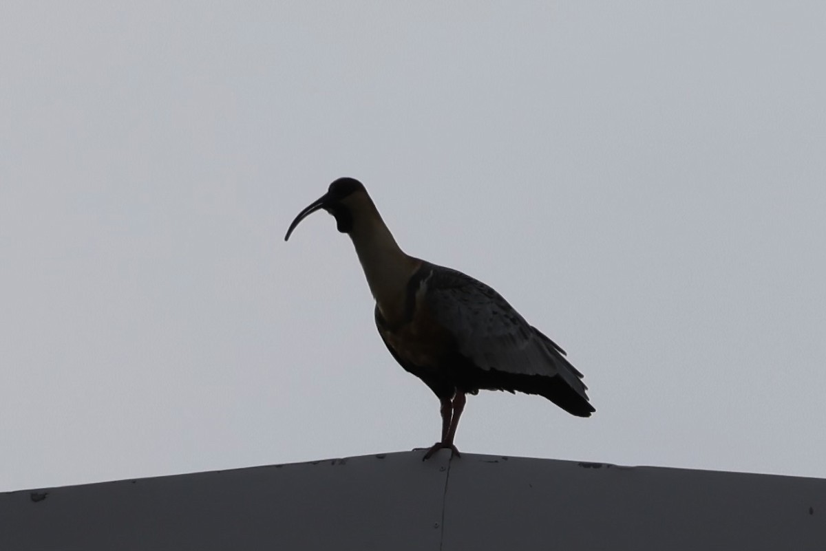 Black-faced Ibis - ML627818856