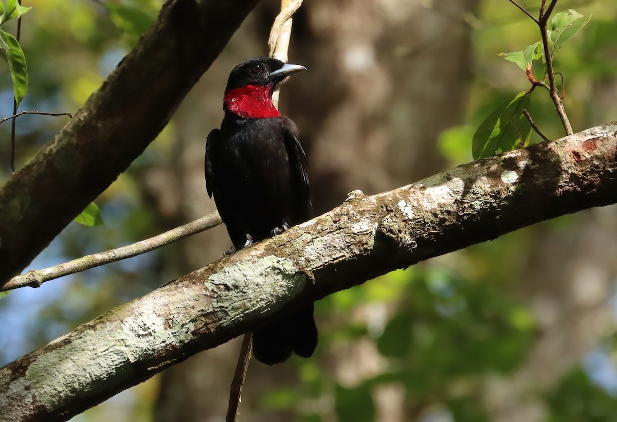 Purple-throated Fruitcrow - ML627818907