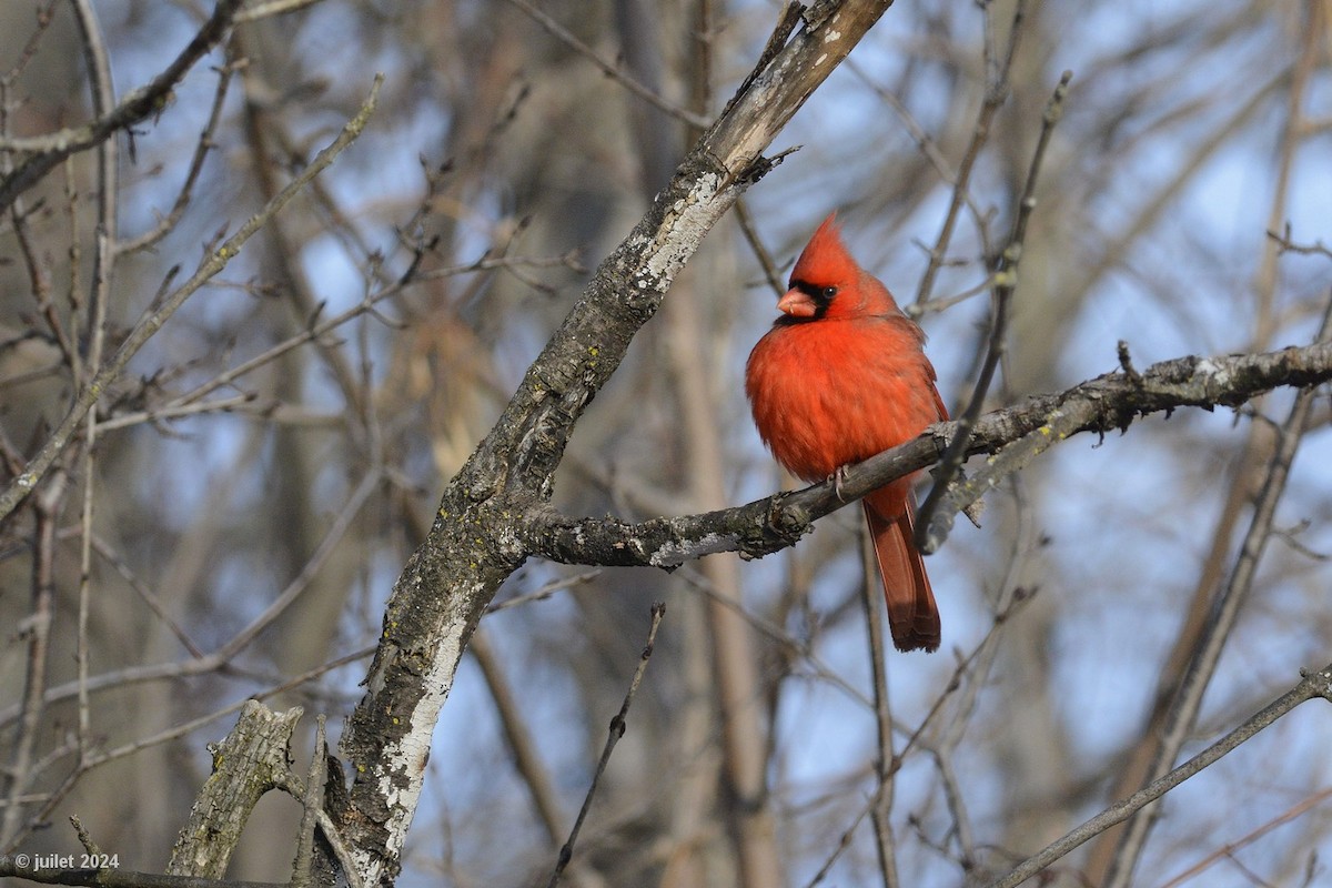 Cardenal Norteño - ML627818917