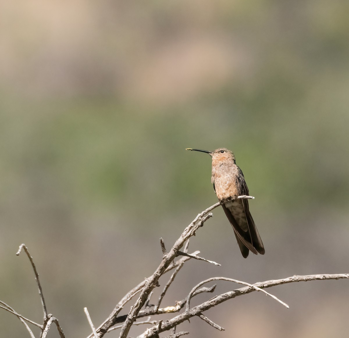 Colibri géant - ML627818925