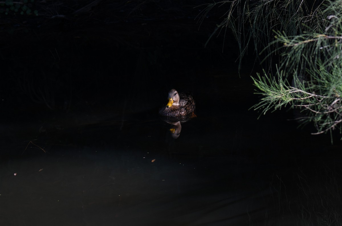 Mottled Duck - ML627818931