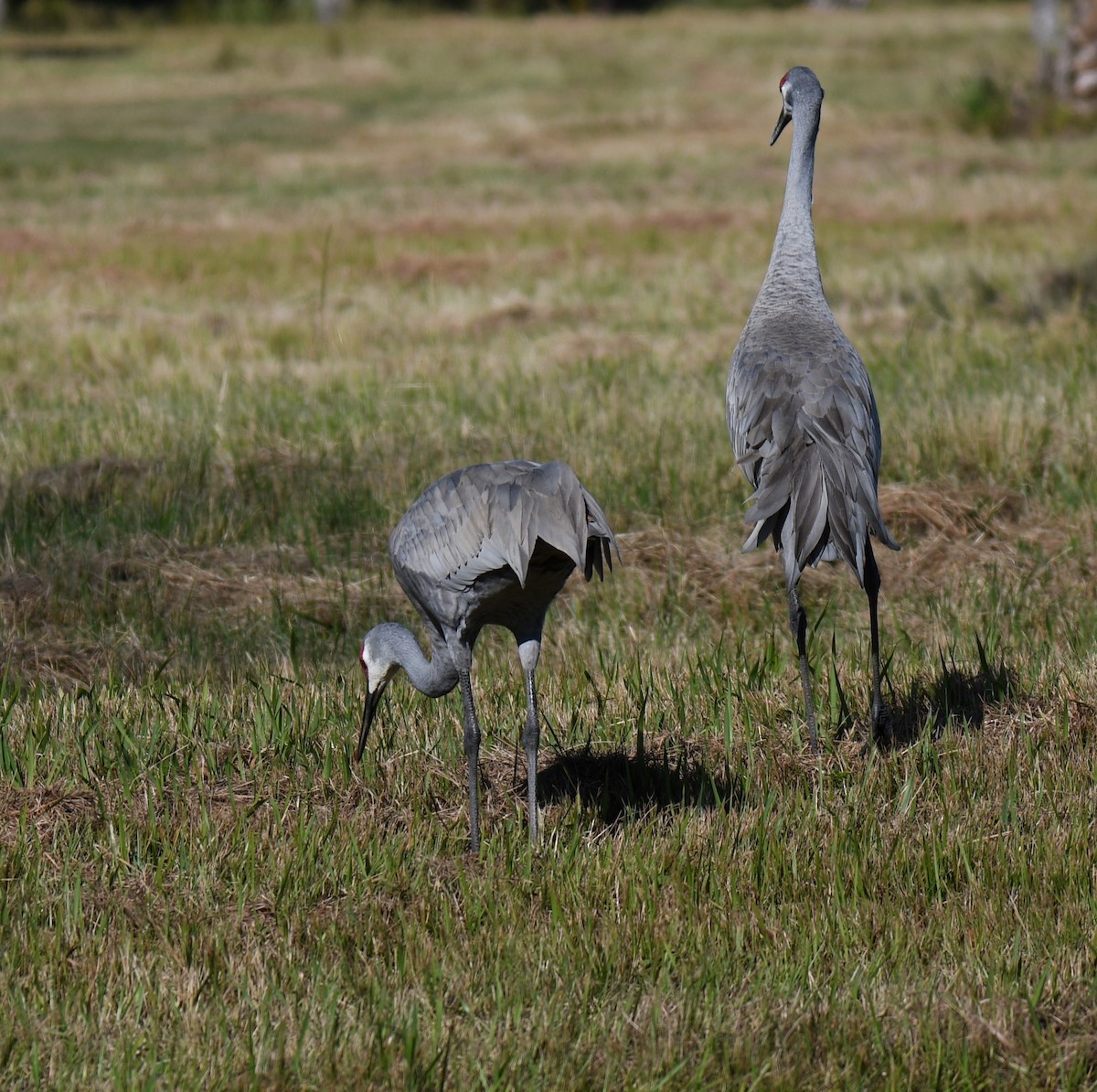 Sandhill Crane - ML627818947