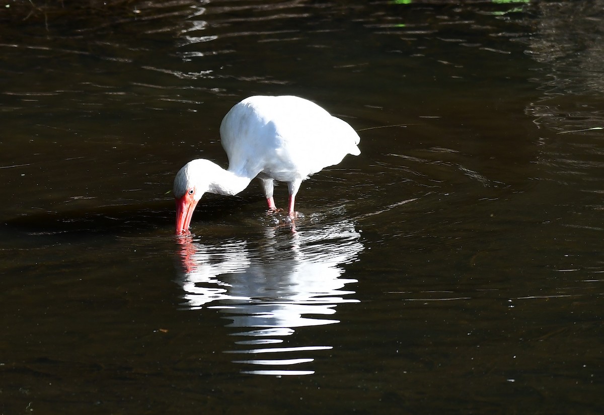 White Ibis - ML627818961