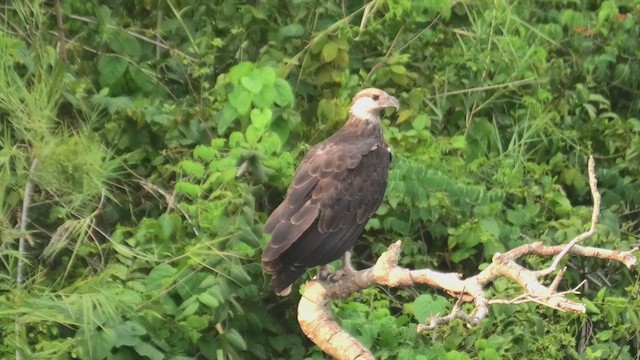 Madagascar Fish-Eagle - ML627818981