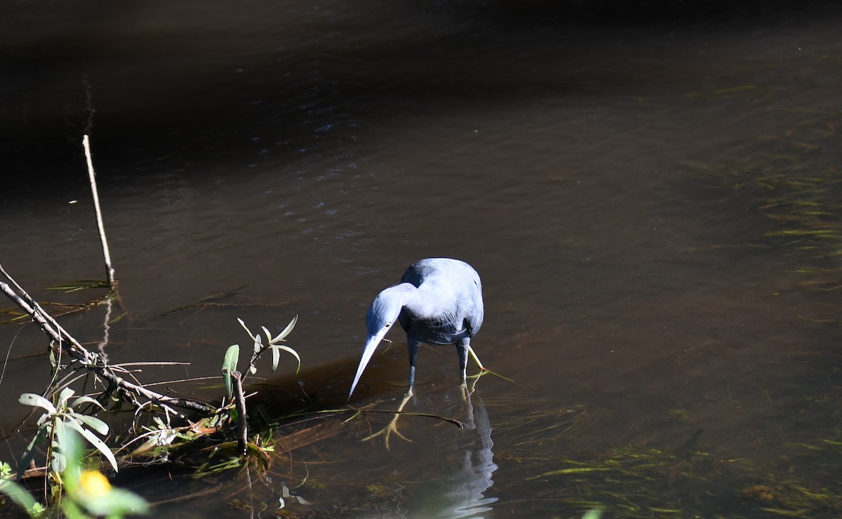 Little Blue Heron - ML627818983