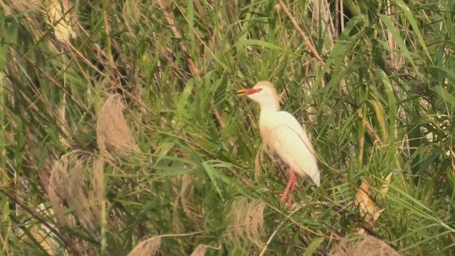 Western Cattle-Egret - ML627818994