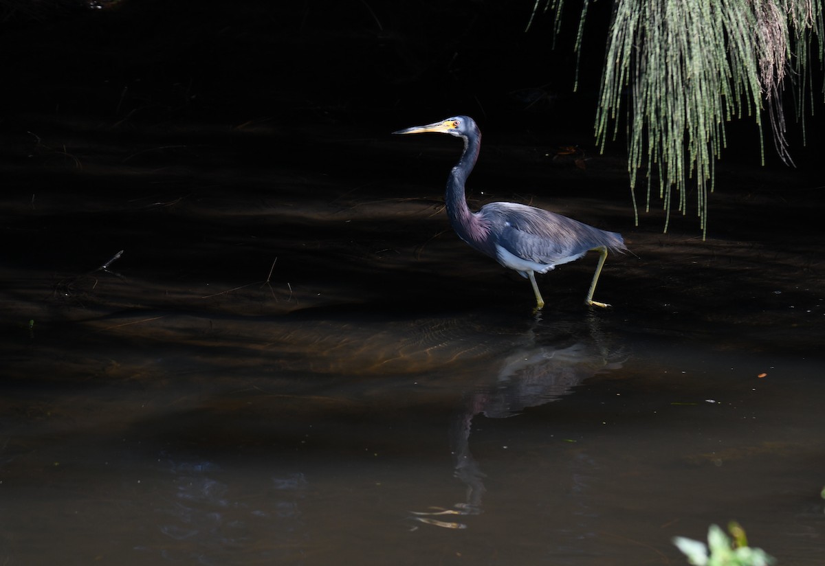 Tricolored Heron - ML627819008