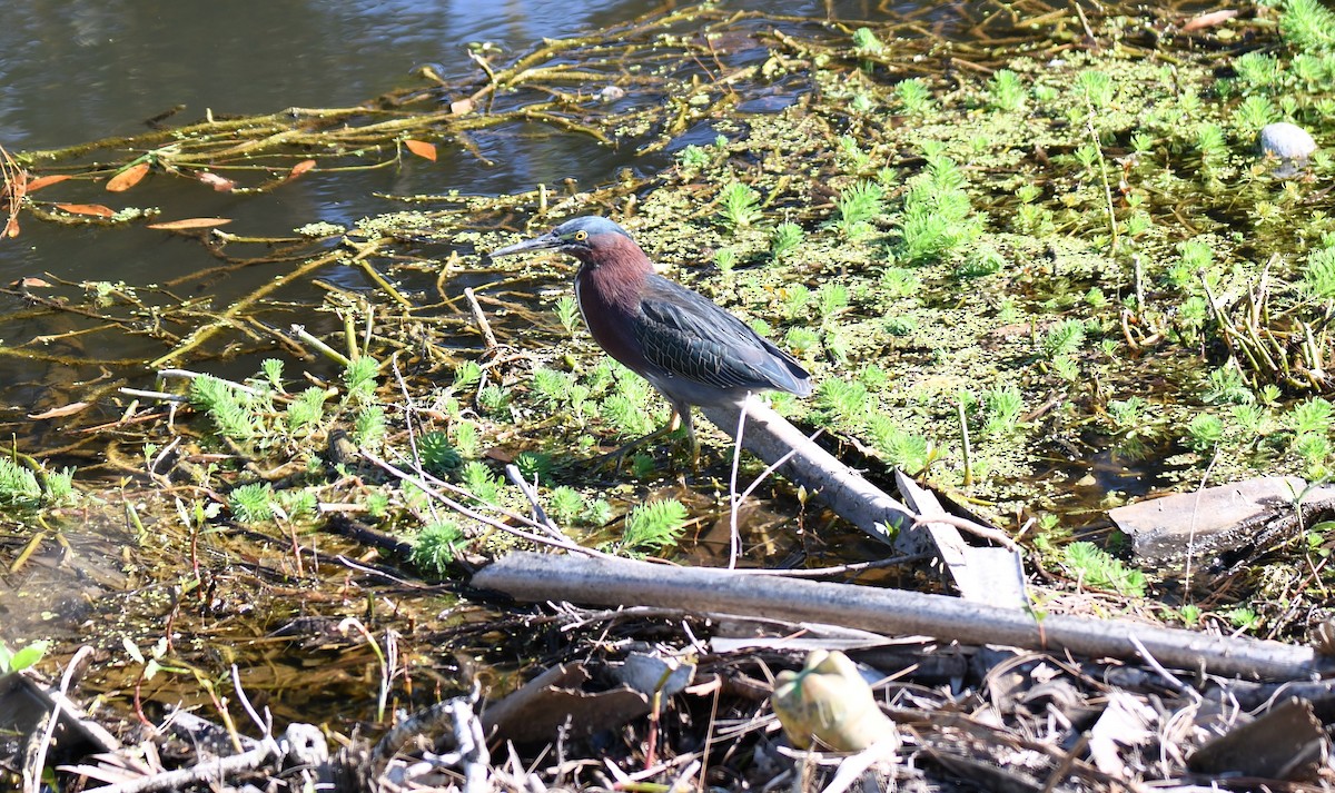 Green Heron - ML627819022