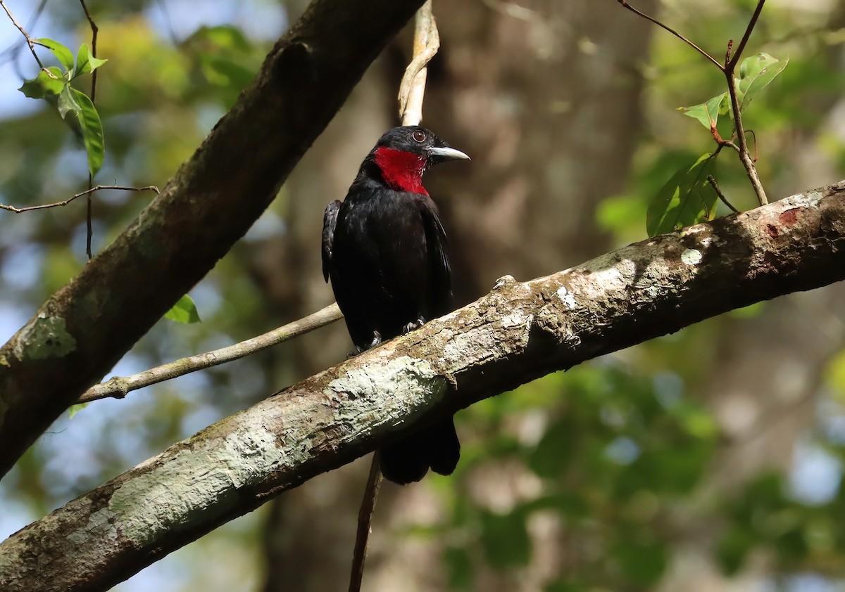 Purple-throated Fruitcrow - ML627819024