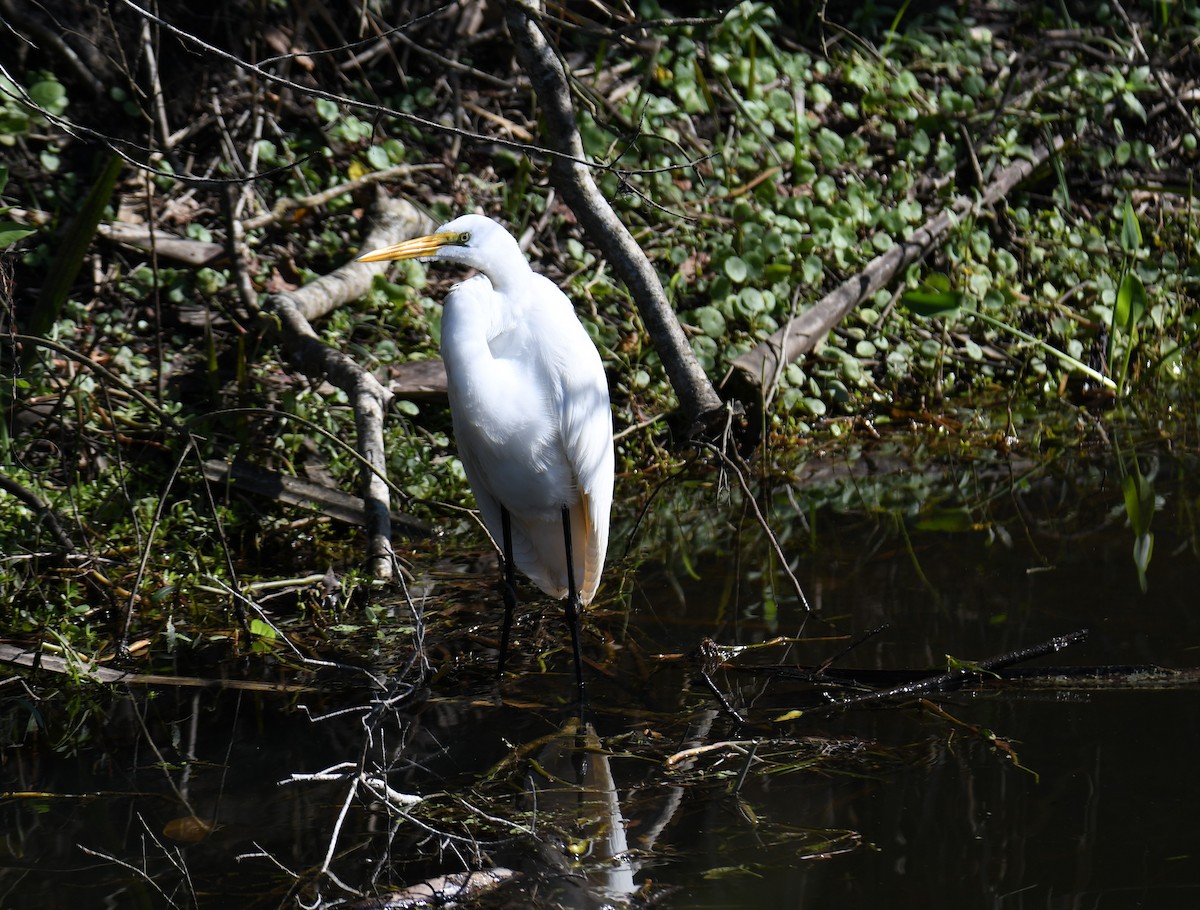 Great Egret - ML627819028