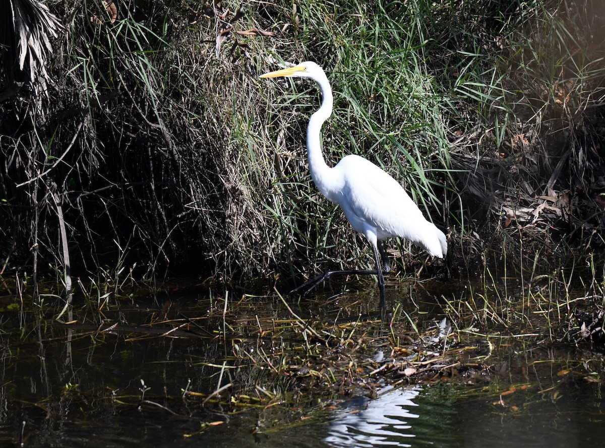 Great Egret - ML627819043