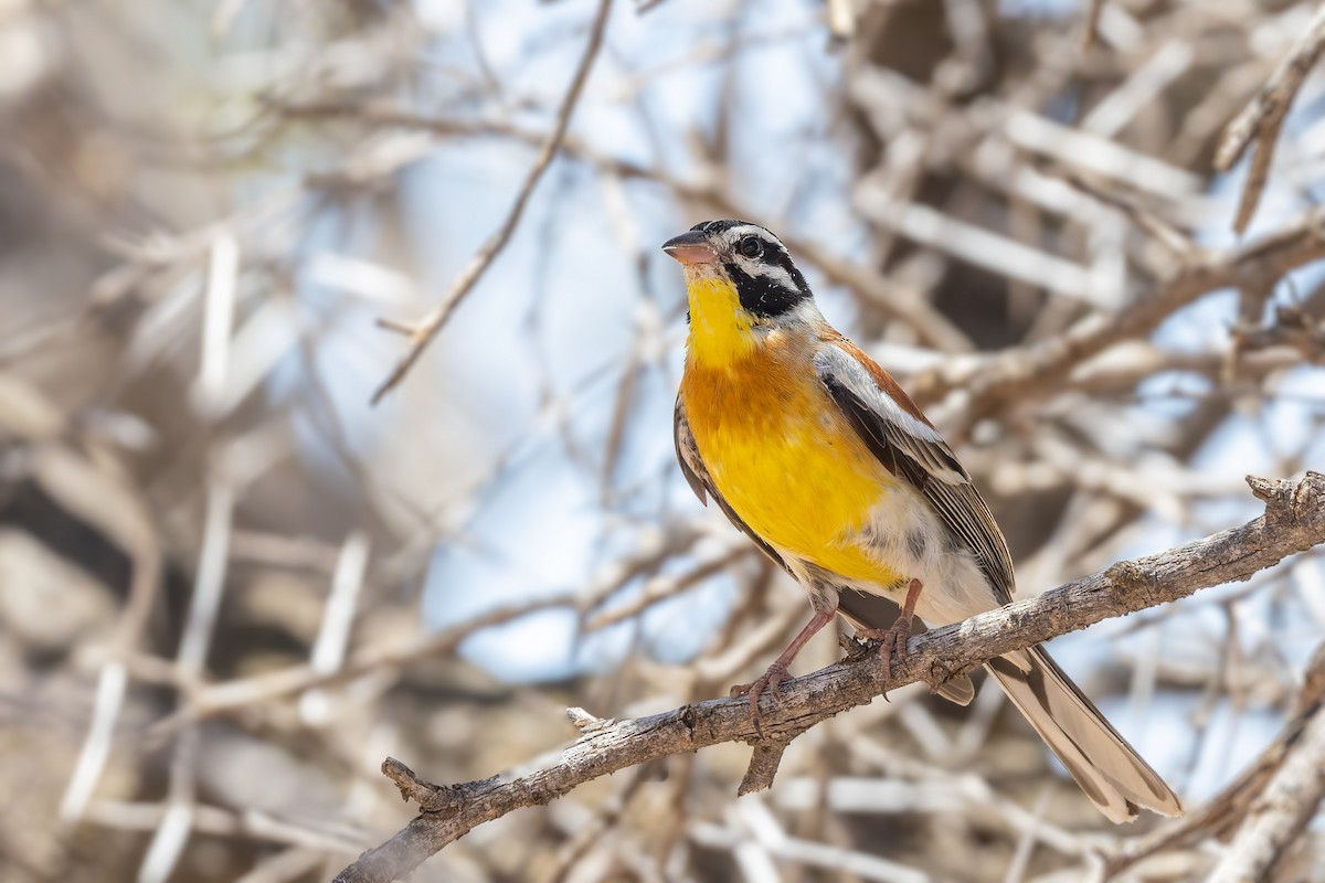 Golden-breasted Bunting - ML627819108