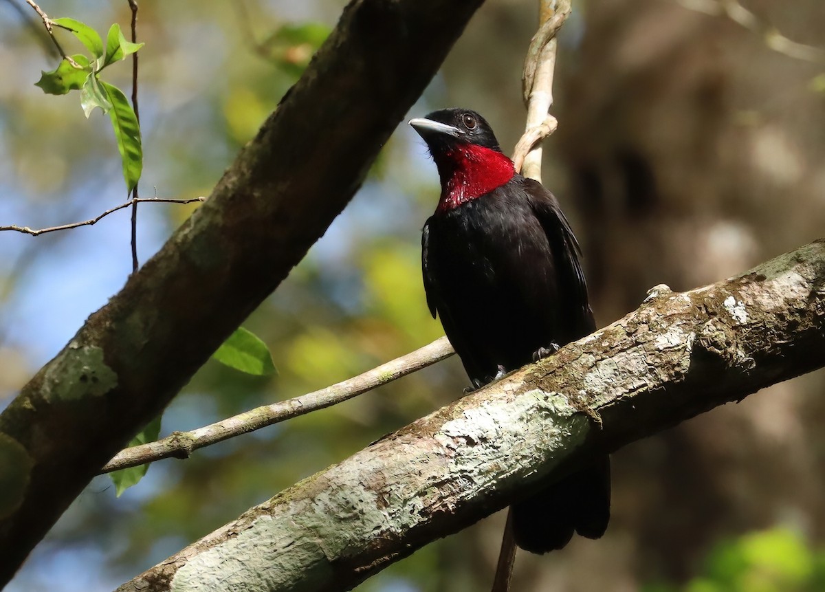 Purple-throated Fruitcrow - ML627819126