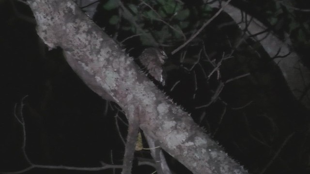 Madagascar Scops-Owl (Torotoroka) - ML627819168