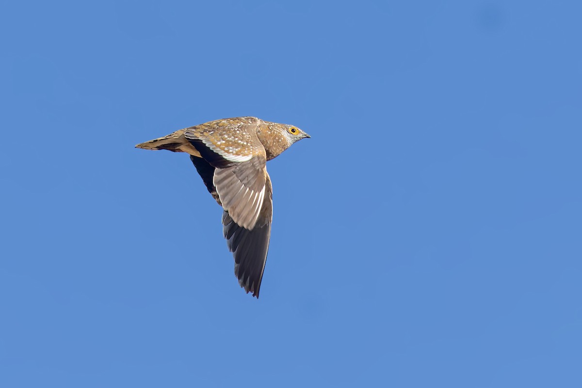 Burchell's Sandgrouse - ML627819180