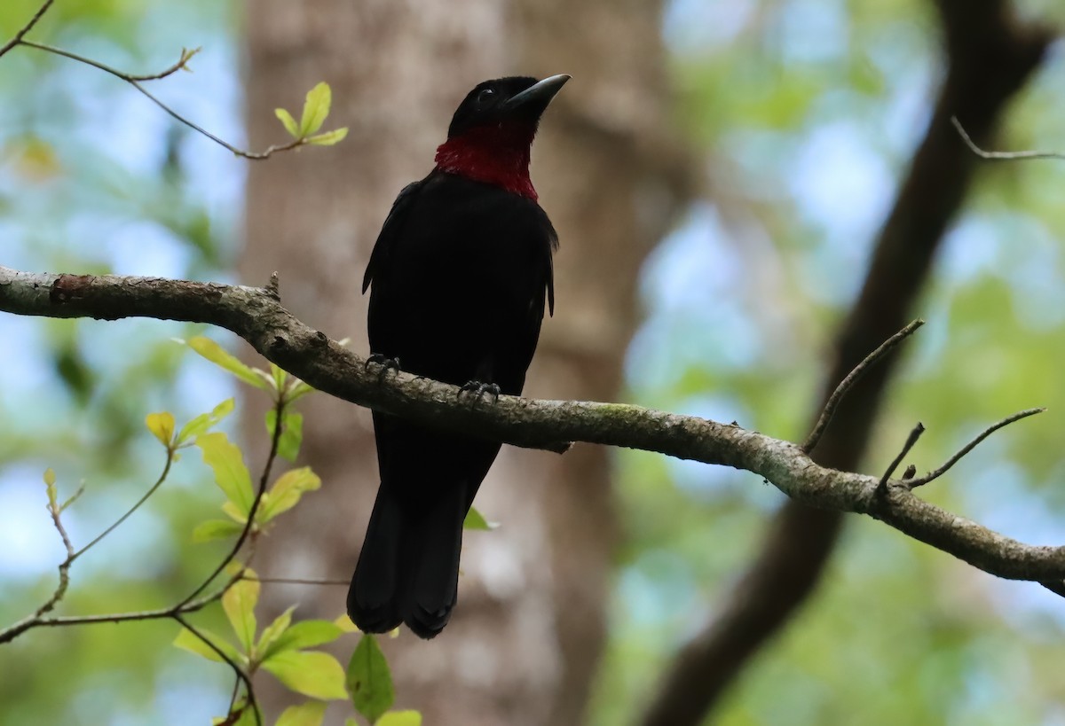 Purple-throated Fruitcrow - ML627819231