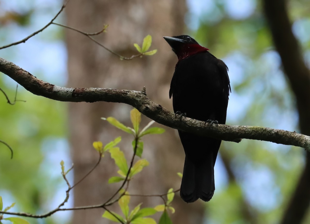 Purple-throated Fruitcrow - ML627819280